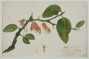 Dendrophthoe falcata (orange Mistel), 1785